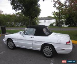 Classic Alfa Romeo: Spider VELOCE for Sale