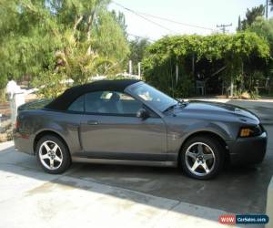 Classic 2003 Ford Mustang Cobra for Sale